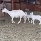 حريه متبع تحتها 2