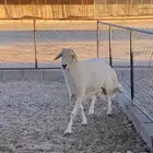 خروف فحل ع الشرط