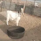 تيس وجفار للبيع