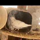 جوز حمام منتج شرط ونضافه وصحه