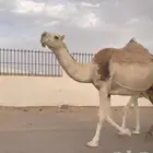 عشراء رباع معها بكره تم البيع