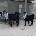 جفار عوارض طيبة