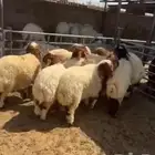 خرفان نعيمي