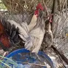طيور