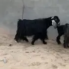 معزا عوارض مع فحلهم