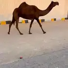 للبيع لقحة