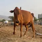 بقر دفع 6ورعويات