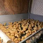 للبيع صوص بط بكيني