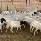 رخال رفيدية جاهزه للفحل
