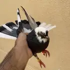 حمام قطايف