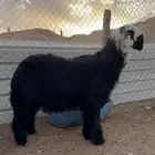 خروف نجدي ادغم صنف