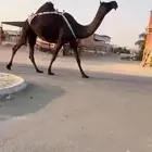 للبيع ضروبة كفو