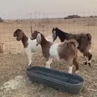 معزا طيب
