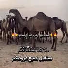 صفراء طيبه