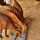 جفار قرايب دهم