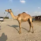 نياق
