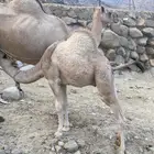 قعود وبكره للبيع