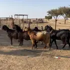 ماعز قبرصي