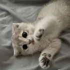 قطه سكوتش فولد اليفه جدا