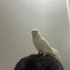 ببغاء