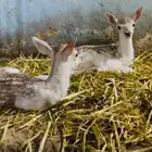غزال تيس وجفره
