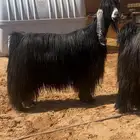 معزاء عوارض خصم