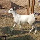 تيسين عوارض. وجفره