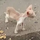 قطه نحيله جدا وتبدو مريضه ولا اعلم اين امها من امس