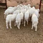 بهم تربية طليان حري