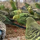 طيور الحب الباجي