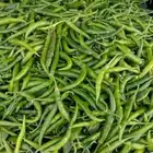مطلوب مزرعة خضار