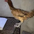 دجاجه باكستانيه اصيل