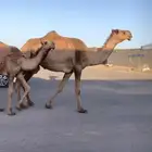 عشراء معه بكره تم البيع