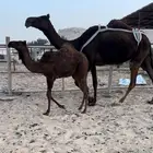 للبيع خلفه تحتها بكره طيبه