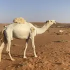 قعود ولد حاكم بن قريع للبيع جذع يثني هداده الشهر هاذا
