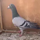 زاجل سباق للبيع