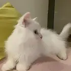 قط صغير للبيع
