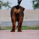 الماستيف الافريقي (Boerboel)