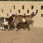 ساكليه دافع وتحتها بنتها