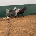 جفرات مصريات