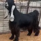 تيس عارضي خصم