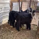 للبيع تيوس لبانيات الموقع مرات