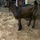 تيس شامي خصم