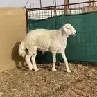 فحل حري صنف ( مشروط ) ( تم البيع )