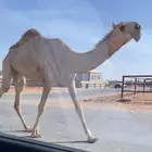 بكره حمرا