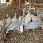 فروخ دجاج حبشي او حجل