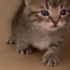قطط صغيره للبيع