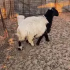 للبيع نعيمي خروف شرط يمايم. مغلقة