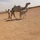 خلفه رمانيه الي يبي فديو يتواصل واتس