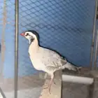 مطلوب بيض قهابا للبيع